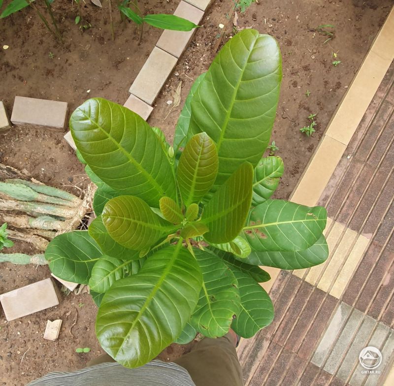 Дерево кешью - анакардиум западный