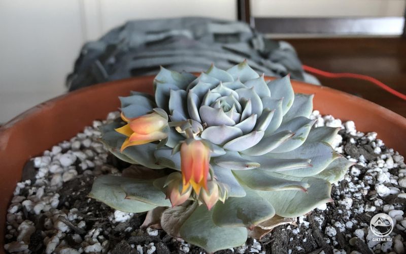 Цветущая эхеверия лиловая