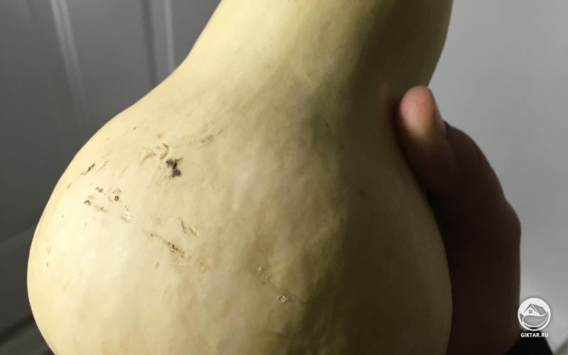 Тыква этого года