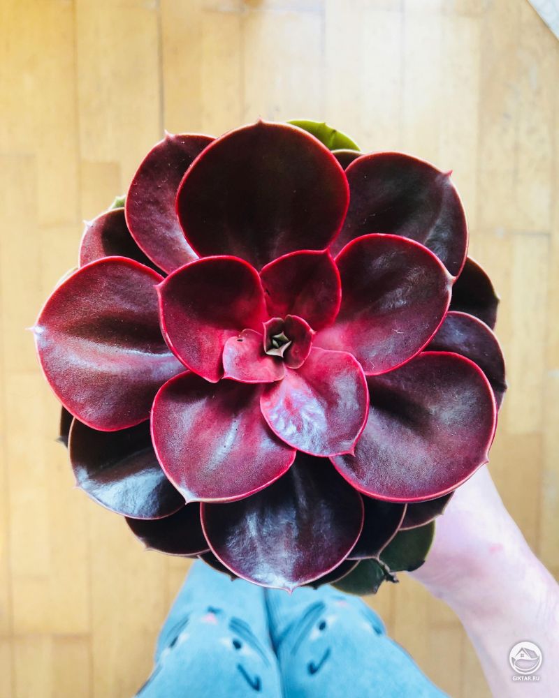 Эхеверия Красный рубин