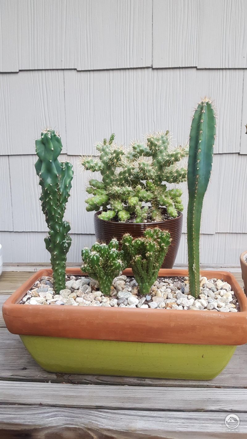 Моя коллекция кактусов
