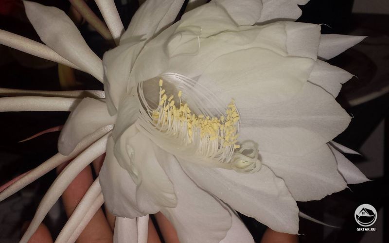 Она цветет только на одну ночь! Королева ночи!