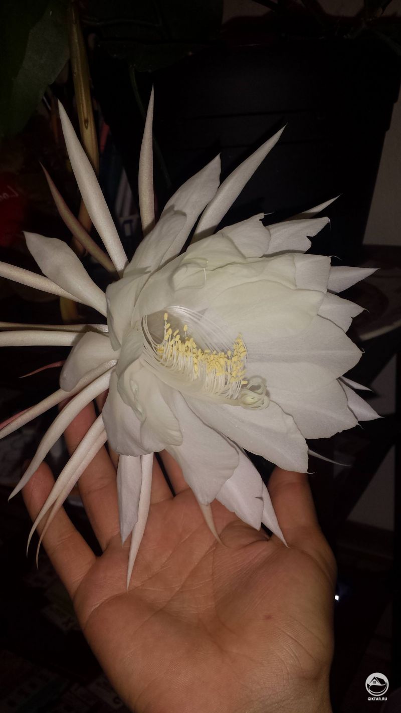 Она цветет только на одну ночь! Королева ночи!