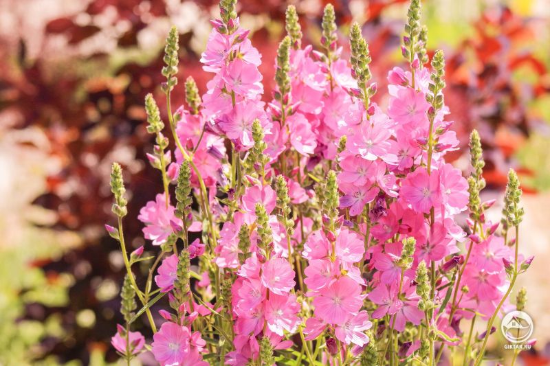 Розовая сидальцея мальвоцветная