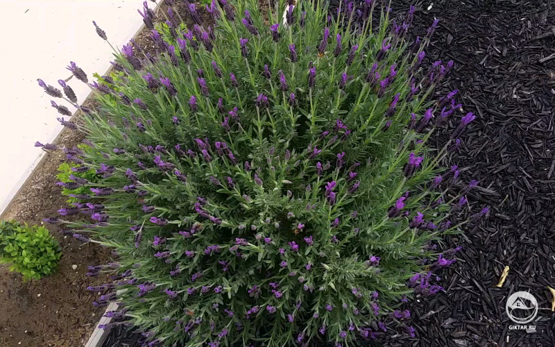 Испанская лаванда