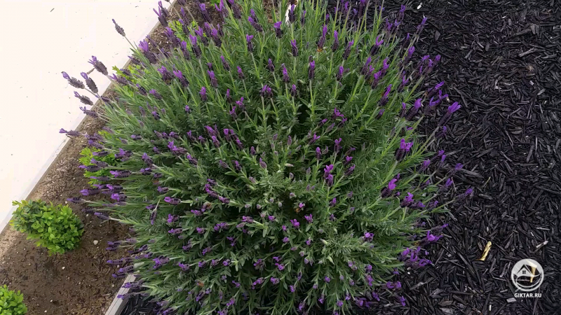 Испанская лаванда