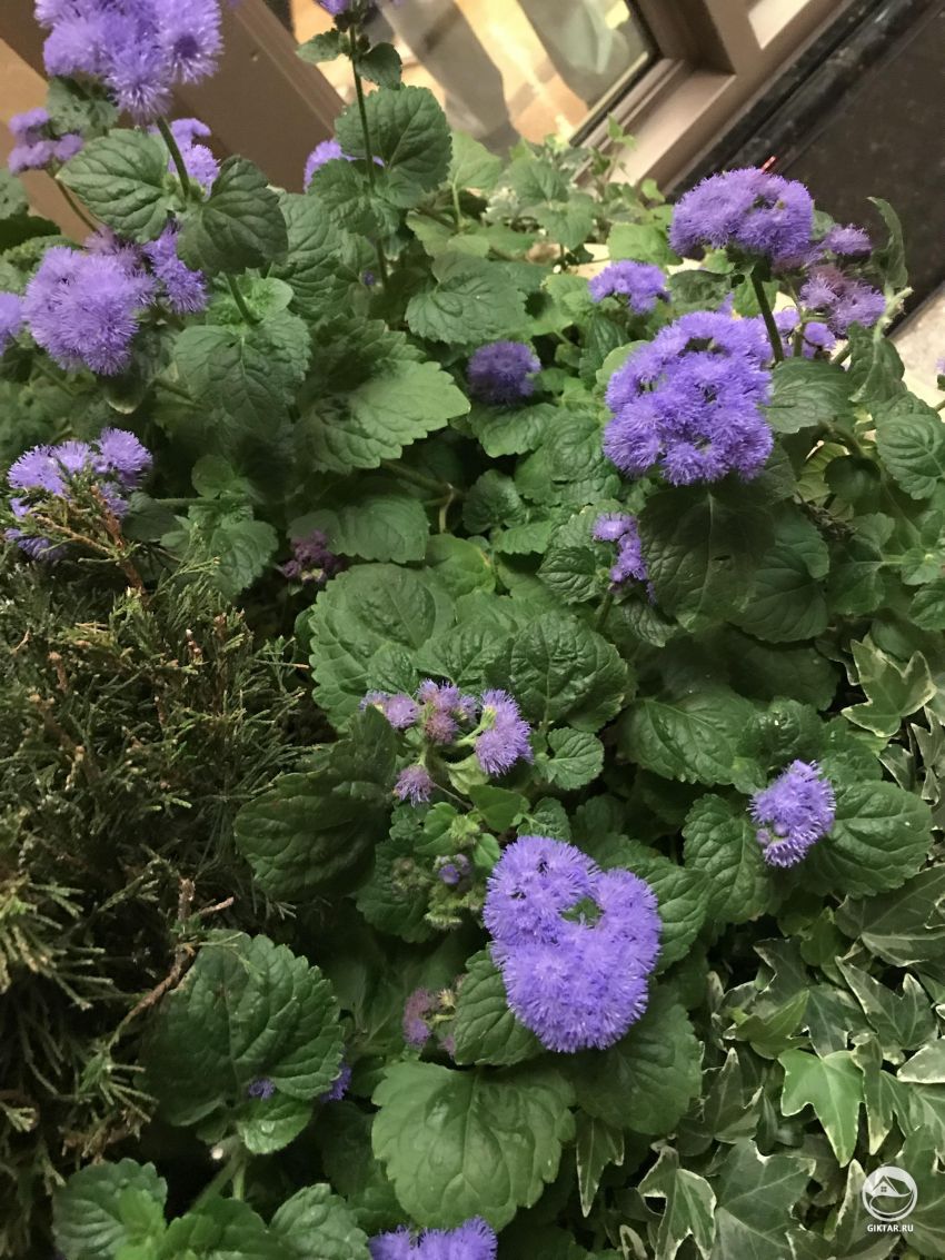 Помогите! Как это растение называется?