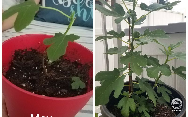 Фига с первым ижиром