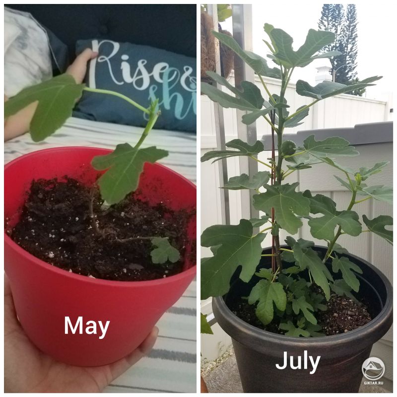 Фига с первым ижиром