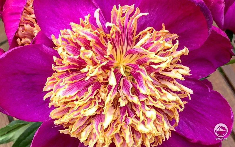 Декоративные цветы