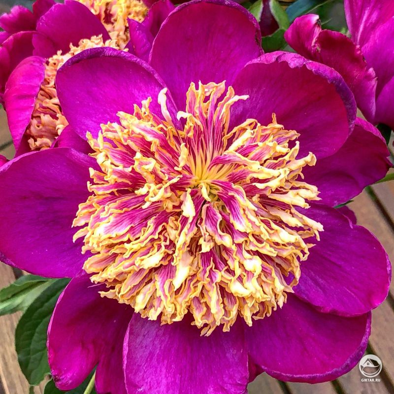 Декоративные цветы