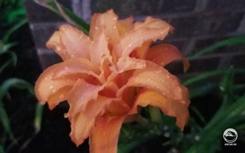 Первое цветение махрового Лилейника 