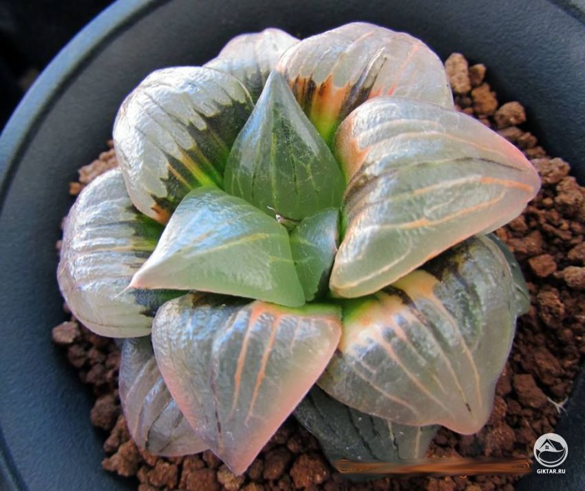 хавортия атрофуска - суккулент с прозрачными листьями хавортия атрофуска - суккулент с прозрачными мясистыми листьями розового оттенка