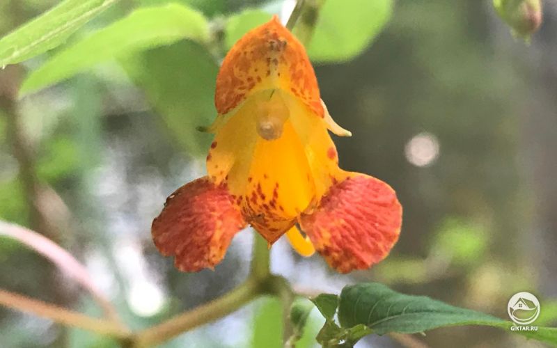 Недотрога капская