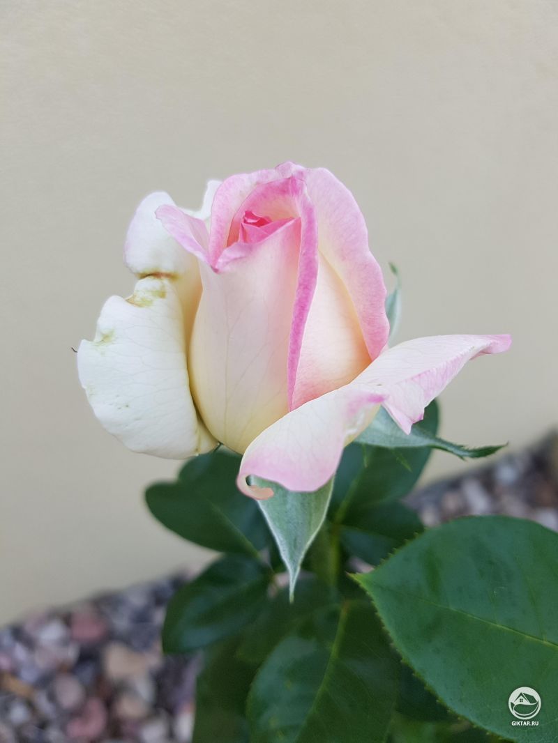 Роза Мира бутон