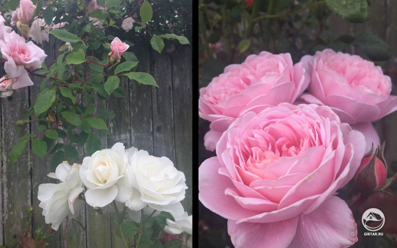 Розы. белый и розовые.