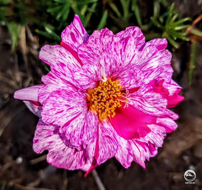 Красивая розовая двухцветная роза