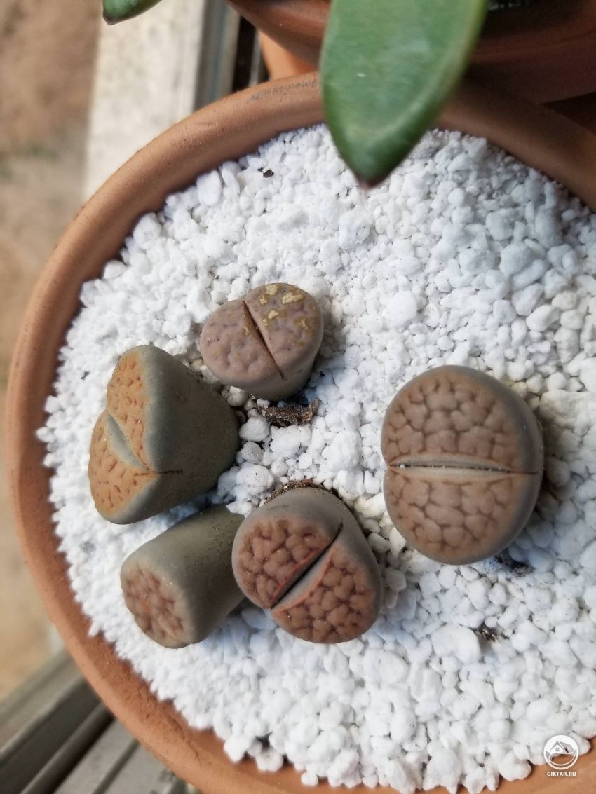 Что это бурое на моих литопсах?