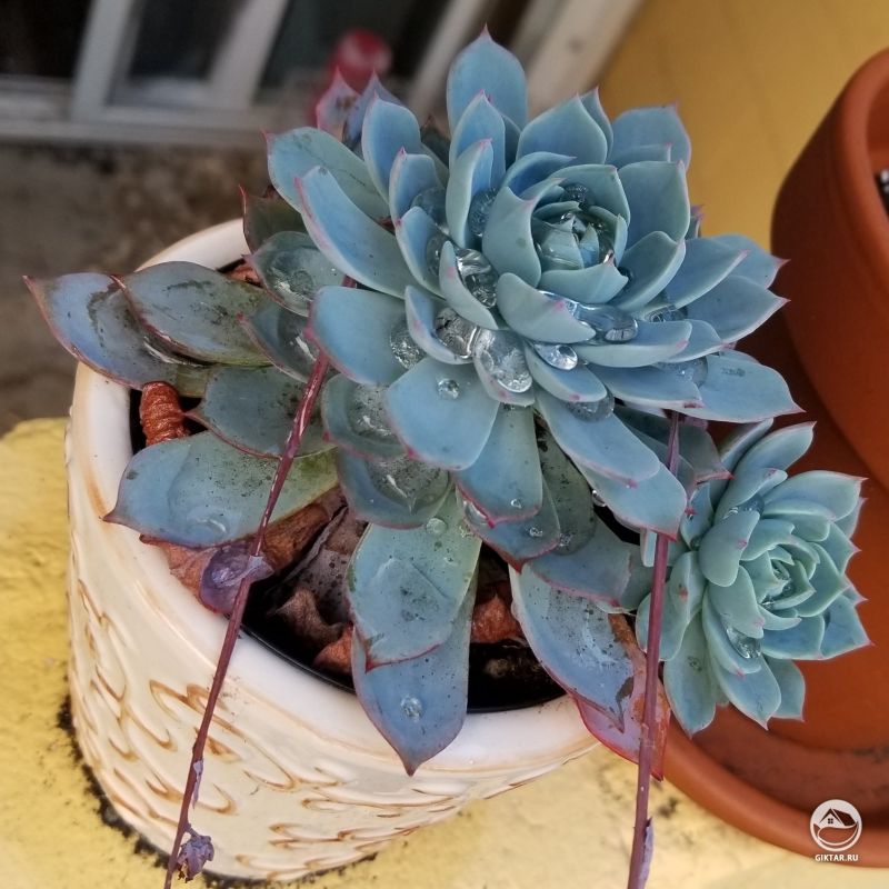 Эхеверия с каплями воды на листьях