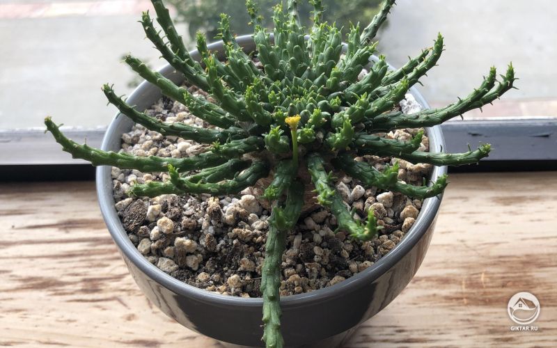 Эуфорбия (или молочай) Голова медузы