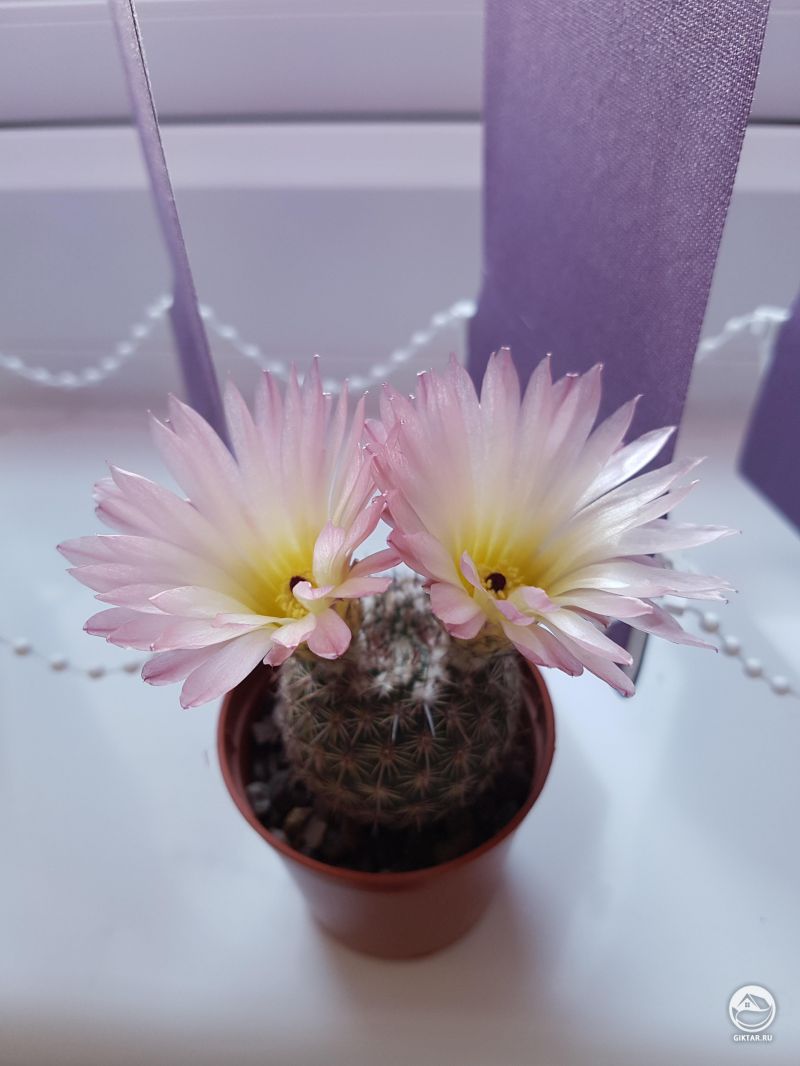 Цветущий кактус