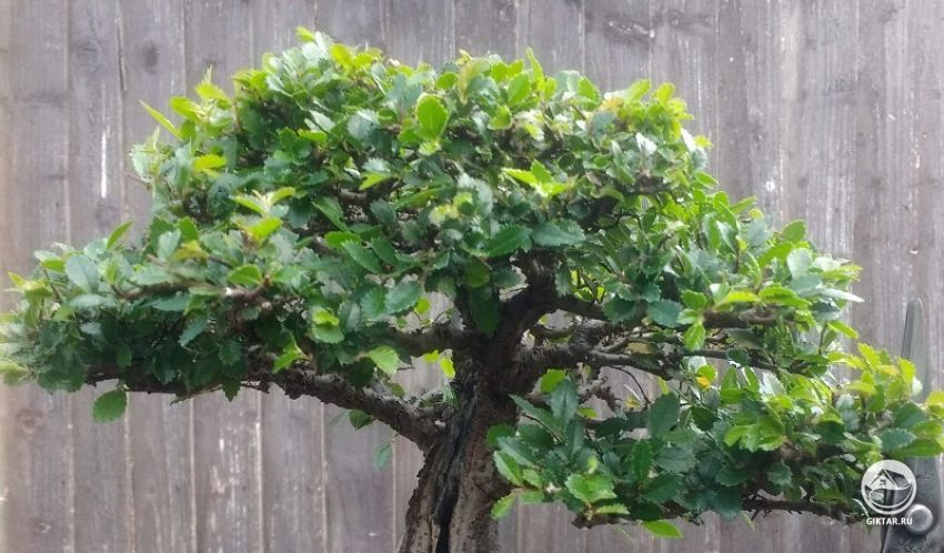 Вяз мелколистный. Бонсай Вяз мелколистный. Бонсай