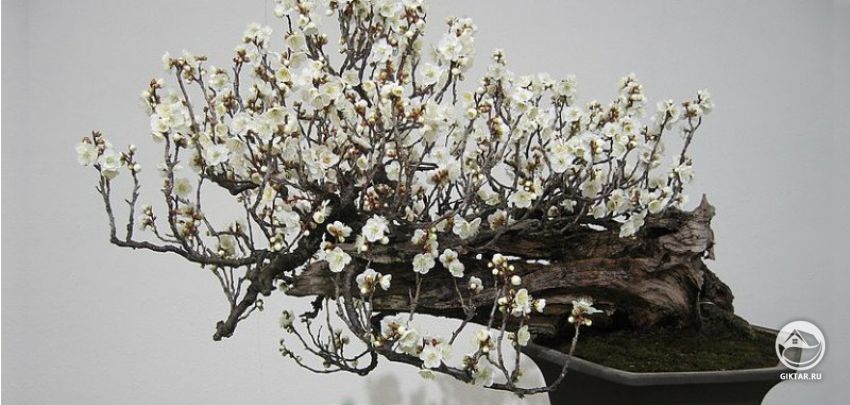 Слива бонсай Слива бонсай