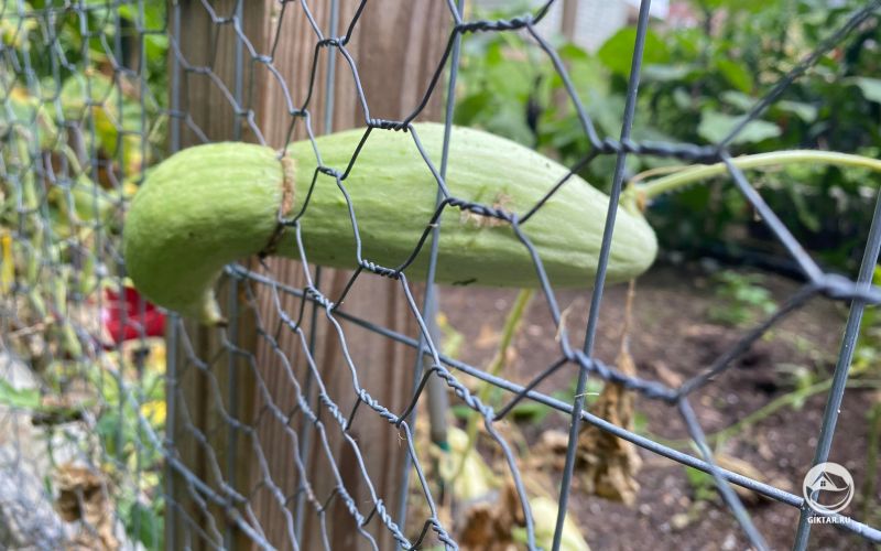 Огурец застрял в сетке
