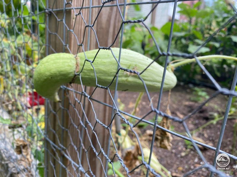 Огурец застрял в сетке