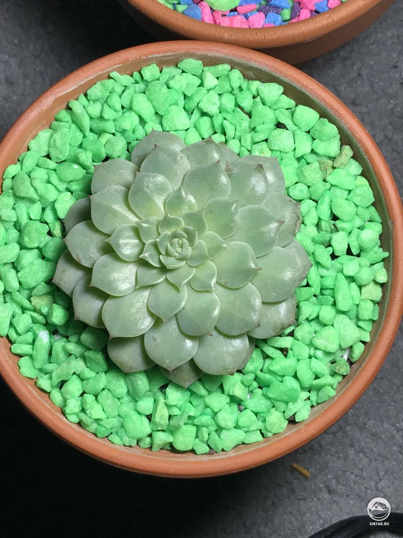 Эхеверия Cris