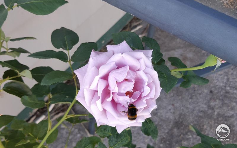 Цветок розы и шмель