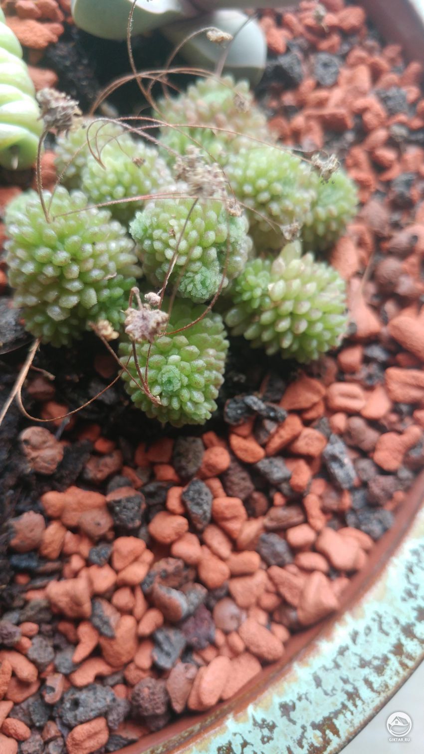 Кто-нибудь знает название этого растения?