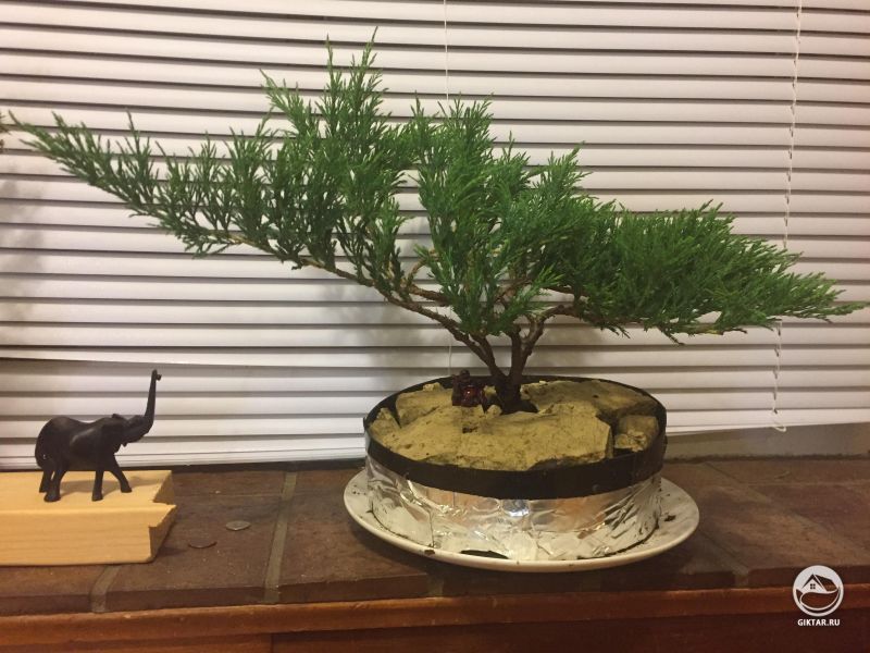 Бонсай из маленького можжевельника.
