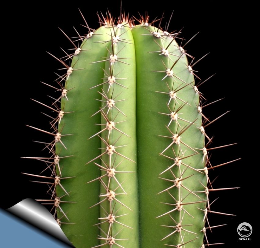 Myrtillocactus schenckei Myrtillocactus schenckei