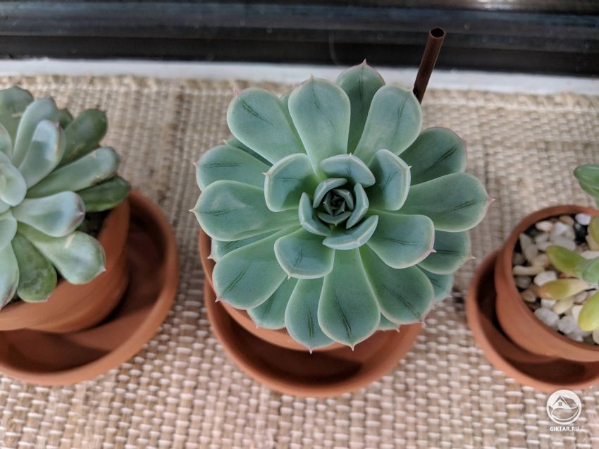 Помогите опознать сорт эхеверии