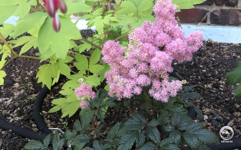 Невозможно не влюбиться в эту астильбу . И разбитое сердце тому подтверждение.