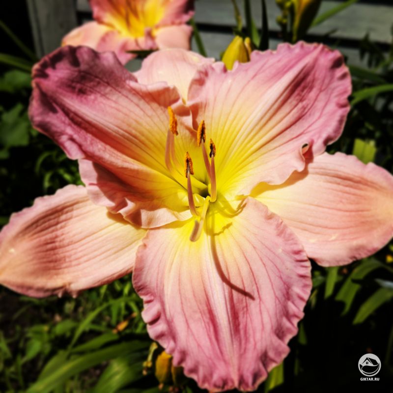 Выросла в нашем саду. Кажется, это какой-то вид лилии .