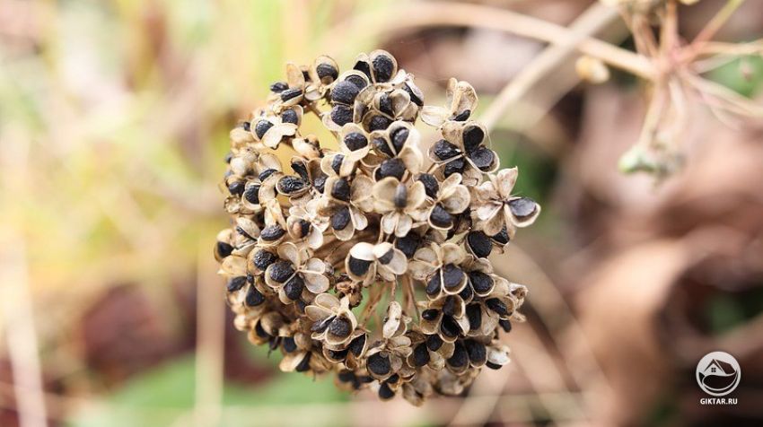 заготовка семян репчатого лука заготовка семян репчатого лука