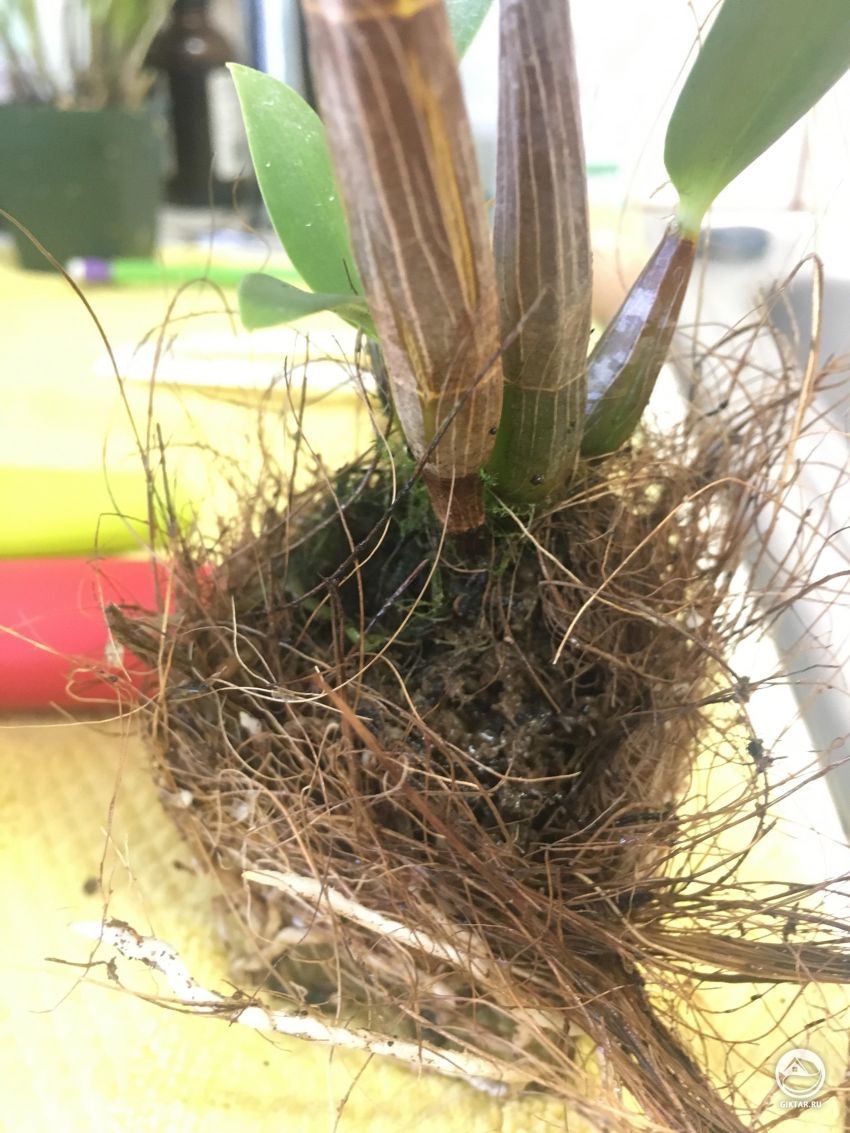 Нужны советы по поводу пересадки этого Дендробиума ?