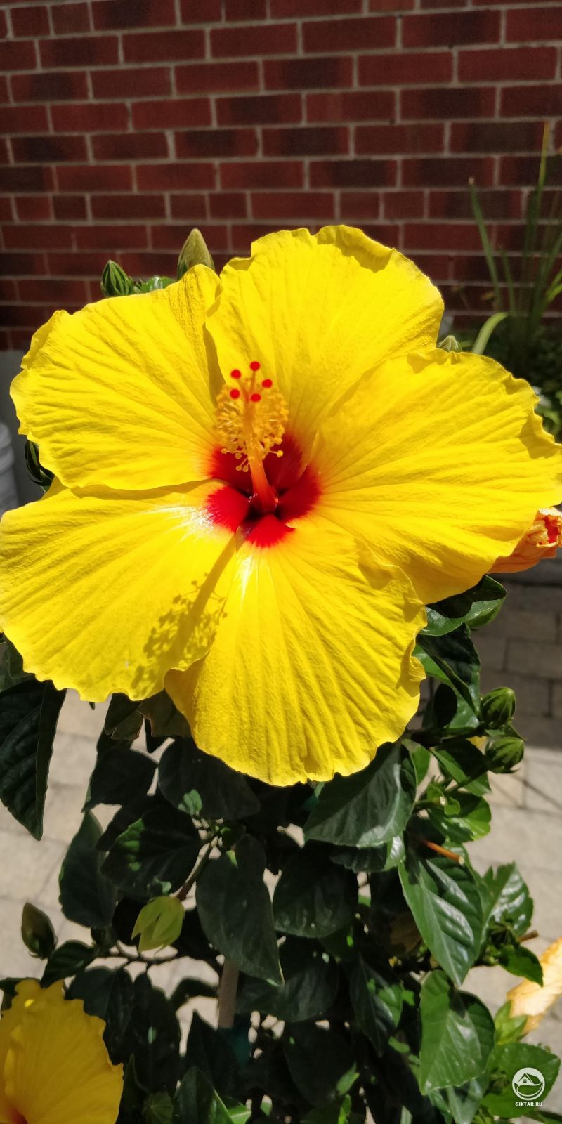 Огромный счастливый гибискус :)