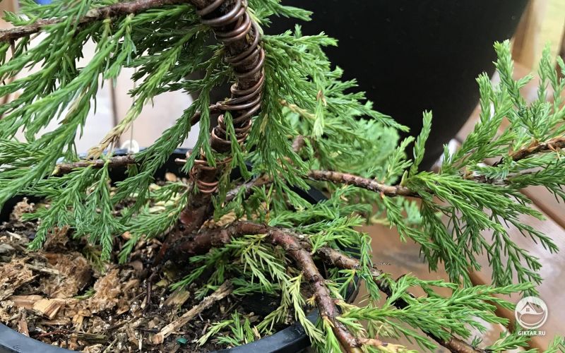 Можжевельник бонсай : проводки