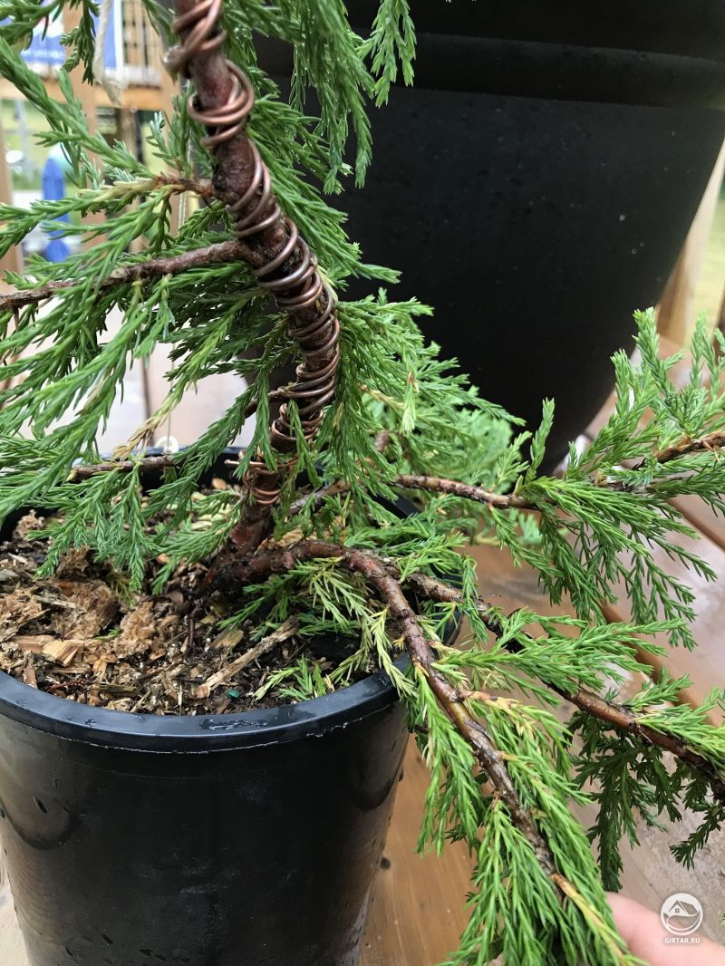 Можжевельник бонсай : проводки
