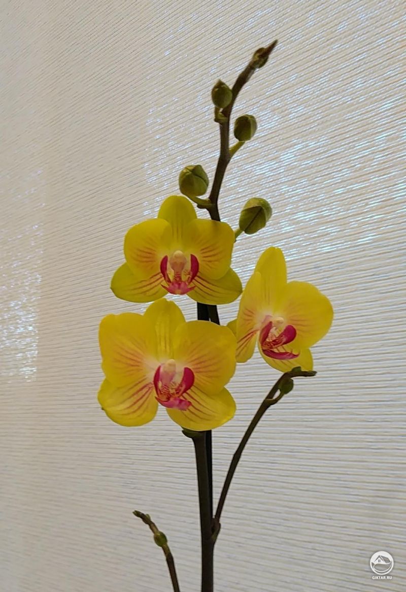 Фаленопсис "Fuller's Gold Princess"