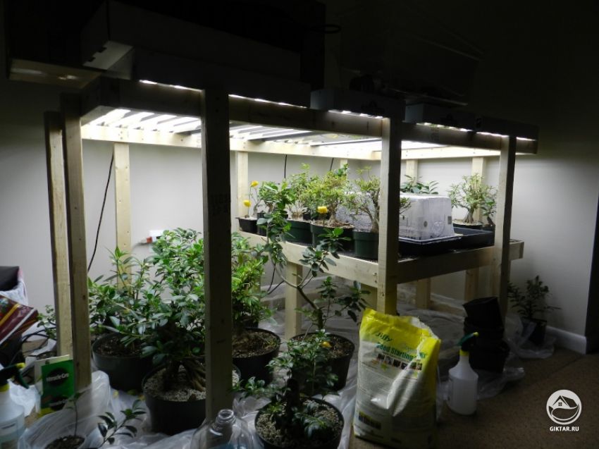 Уход за бонсай