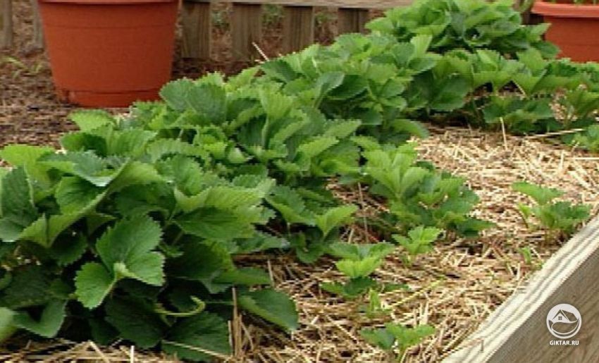 Варианты посадки клубники