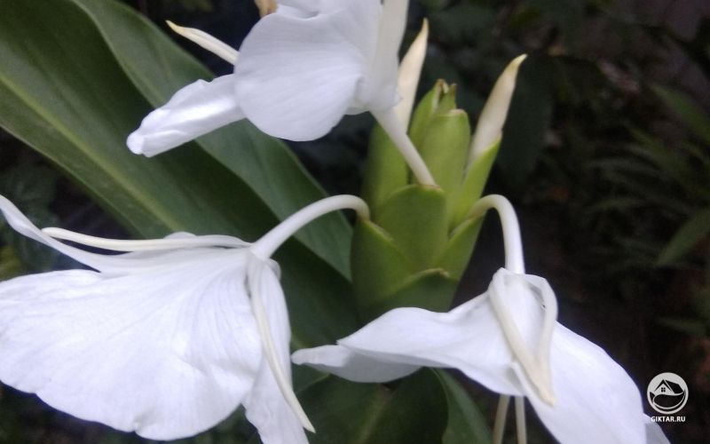 Белая имбирная лилия (или Гедихиум венценосный) ..  жуткими светящимися белыми цветками.