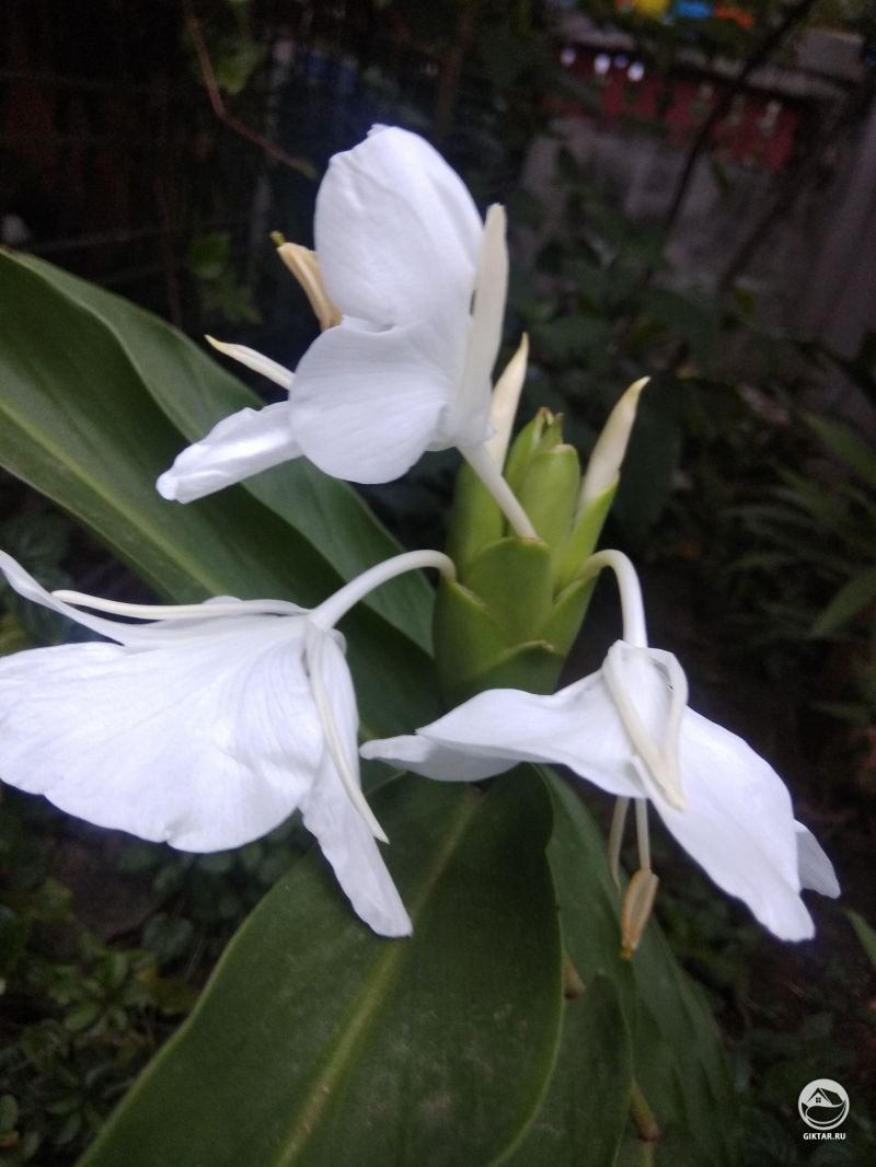 Белая имбирная лилия (или Гедихиум венценосный) ..  жуткими светящимися белыми цветками.