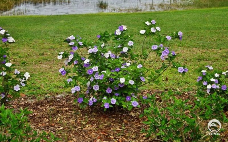 Брунфельсия малоцветковая