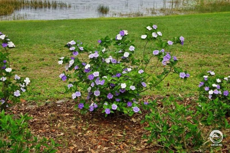 Брунфельсия малоцветковая