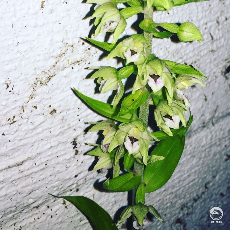 Чуть не вдрали, думая, что это сорняк. Это дремлик (helleborine orchid) .